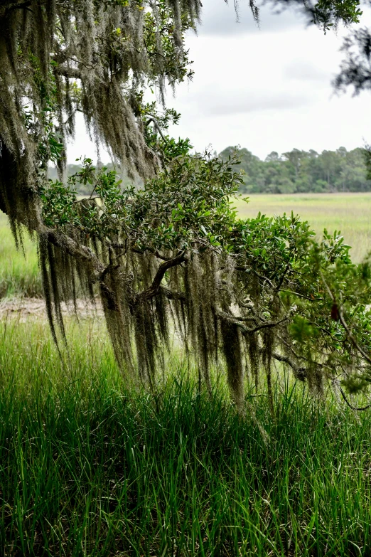 a field with a cow grazing and trees hanging from the nches