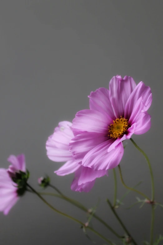 a couple of pink flowers next to each other