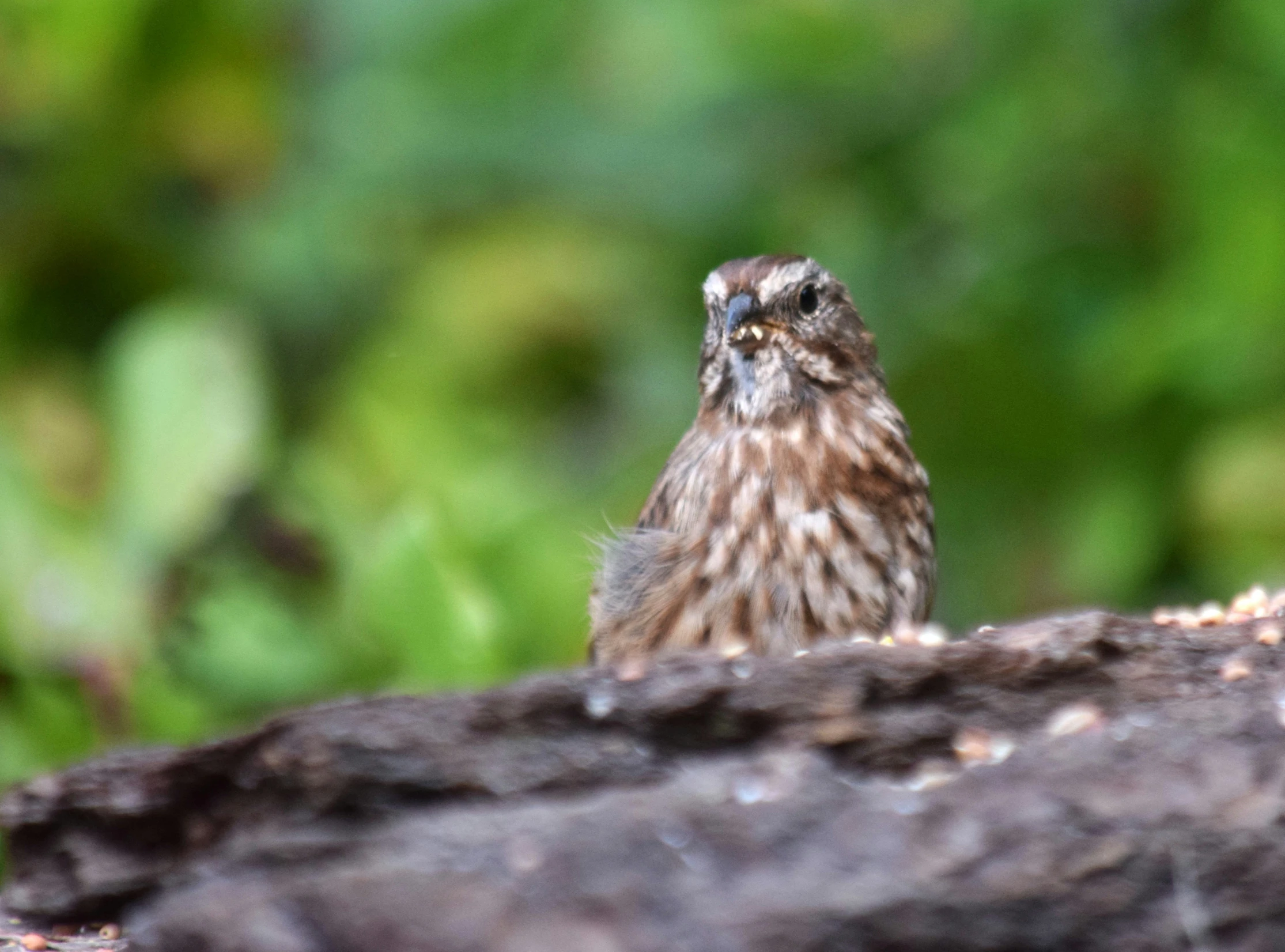 a close up of a small bird on a tree