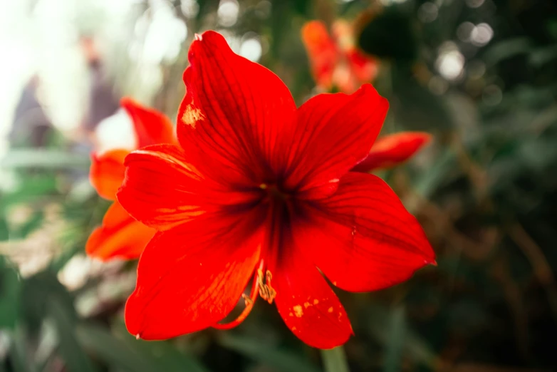 a red flower sitting on top of a green plant