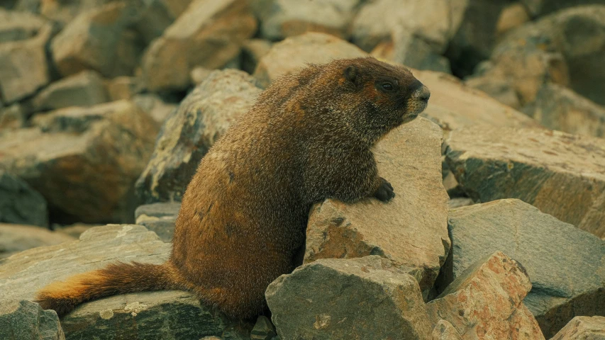 a big rodent with his mouth open and tongue out while on some rocks