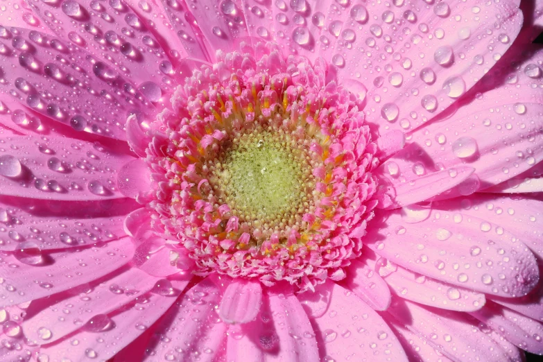an extreme close up of pink flower with water droplets on it