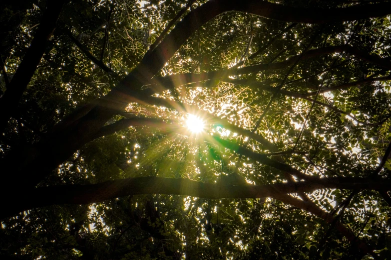 sun shining through the trees in a forest