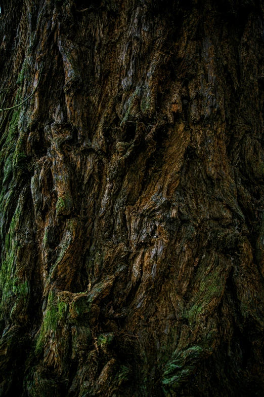 a close up of a tree trunk with many green moss