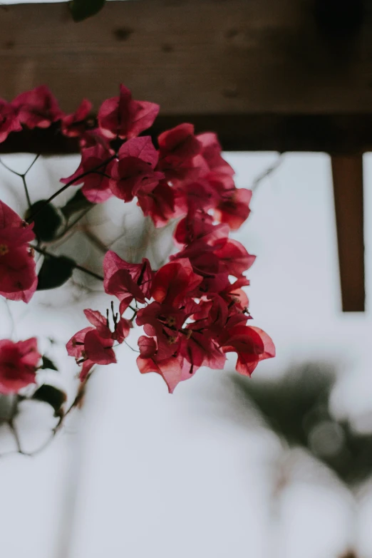 red flowers growing on an old wood structure