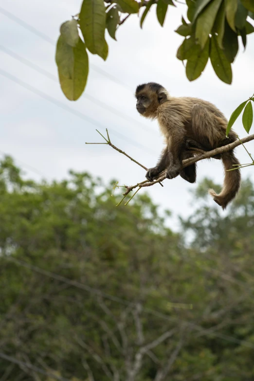 a monkey in a tree with its head turned toward the camera