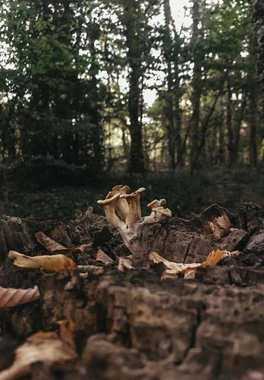 mushrooms growing on the ground in the woods