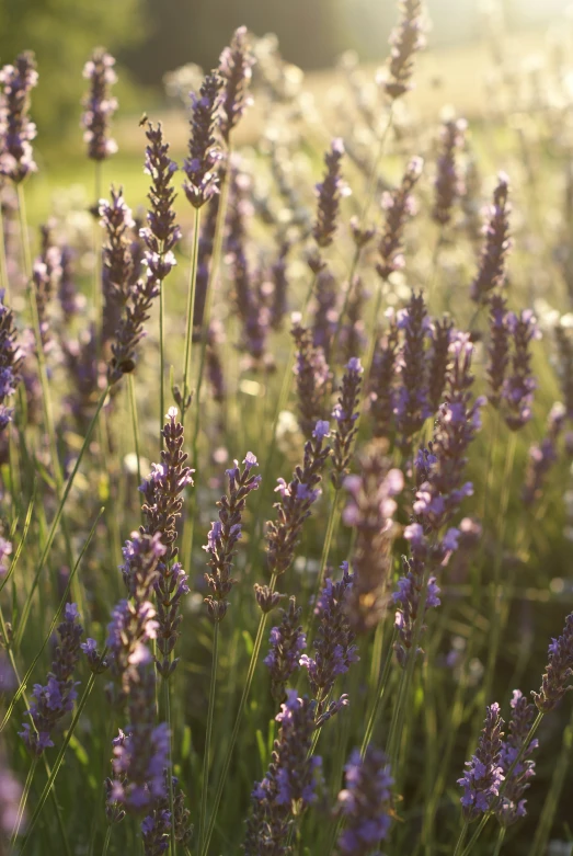 wild lavender plants blowing in the breeze on a sunny day