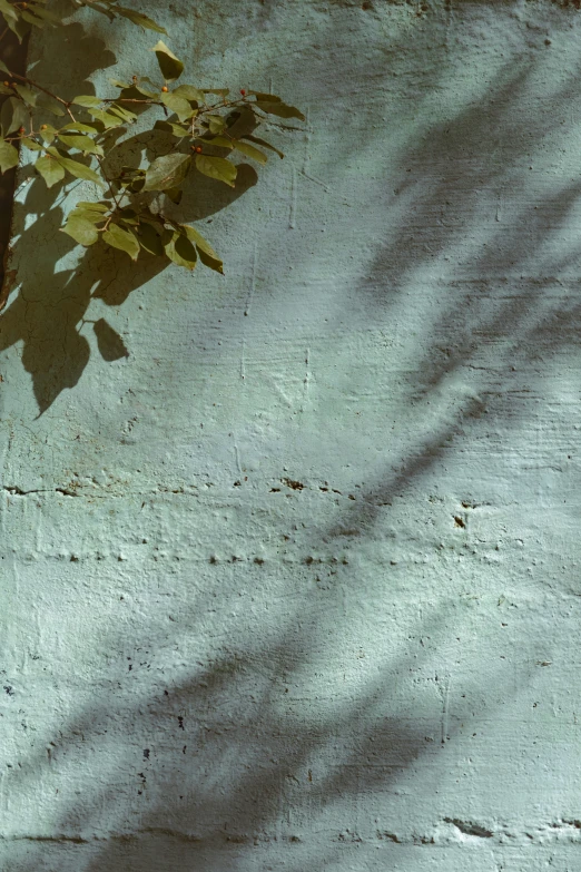 green plant on the side of an unpaved wall