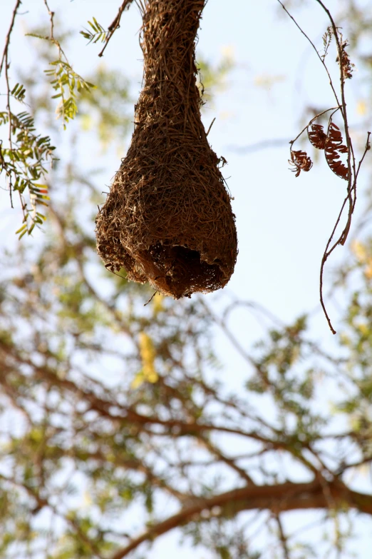 a couple of bugs hanging from a tree