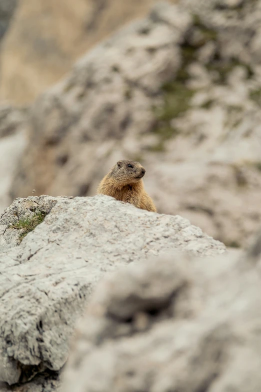 a small brown animal sitting on a rock