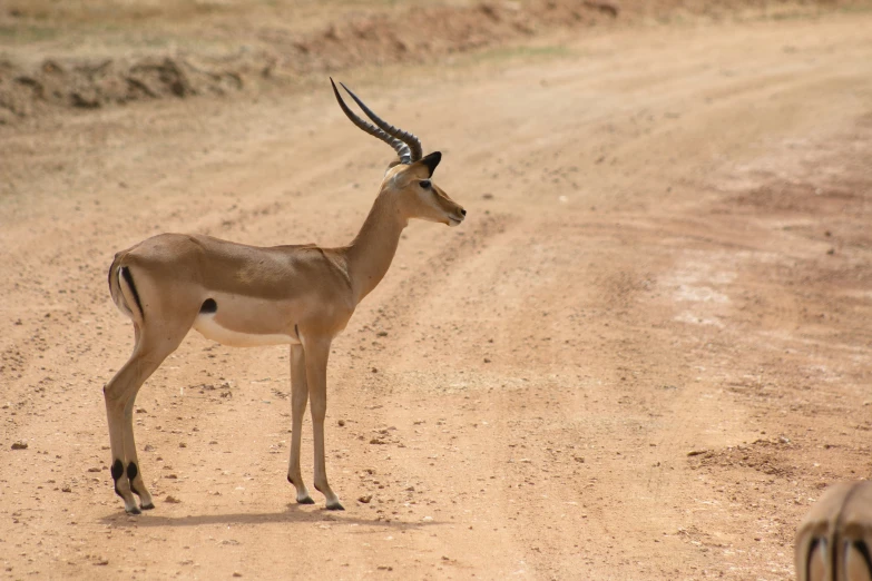 an antelope standing in the middle of a dirt road