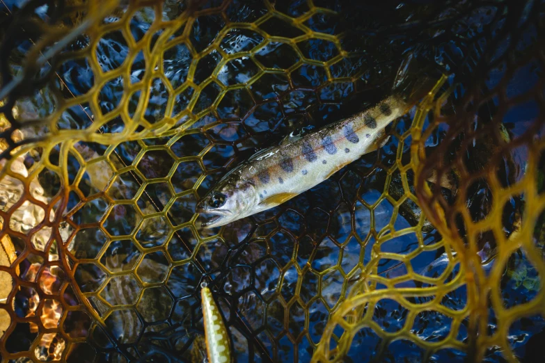 a fish that is swimming through a body of water