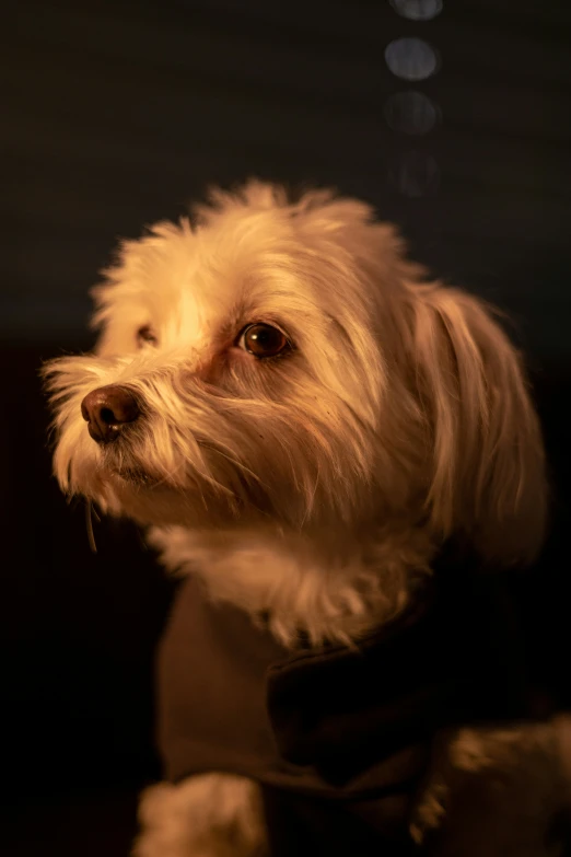 a small white dog wearing a black collar