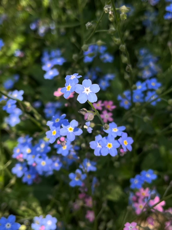 blue forgetngeas in full bloom in the sunlight