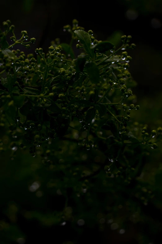 close up image of plants with water droplets