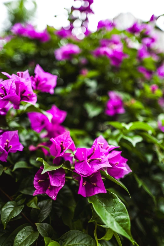 close up of many flowers and leaves, all in bloom