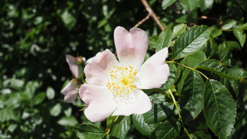 a pink flower on green leaves in the sun