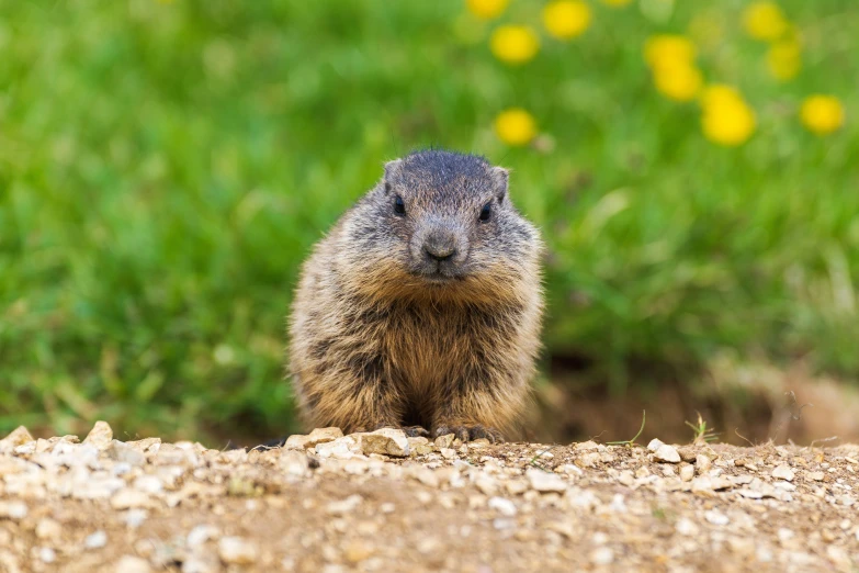 a small groundhog standing on the ground looking to its left
