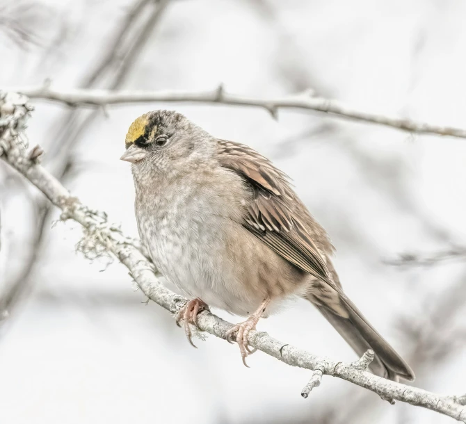 a brown bird sitting on top of a tree nch