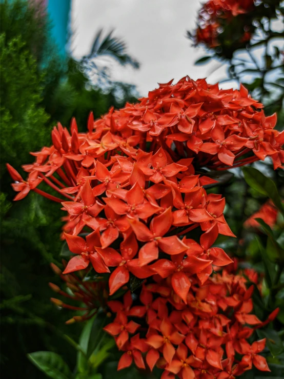 red flowers are blooming from the stems on a bush