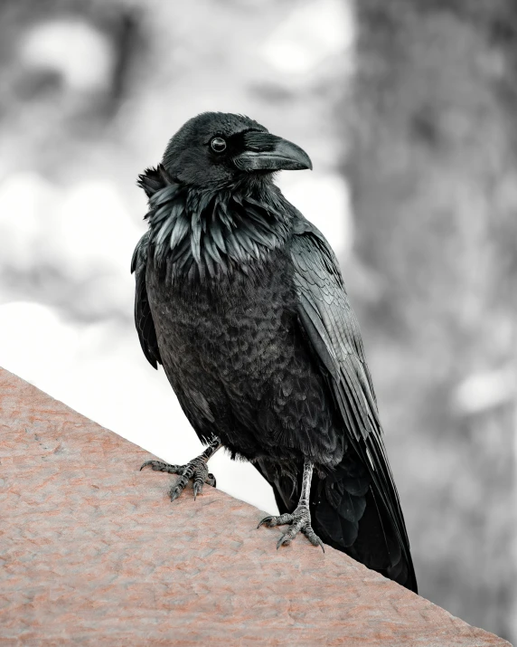 a black bird standing on top of a wooden beam