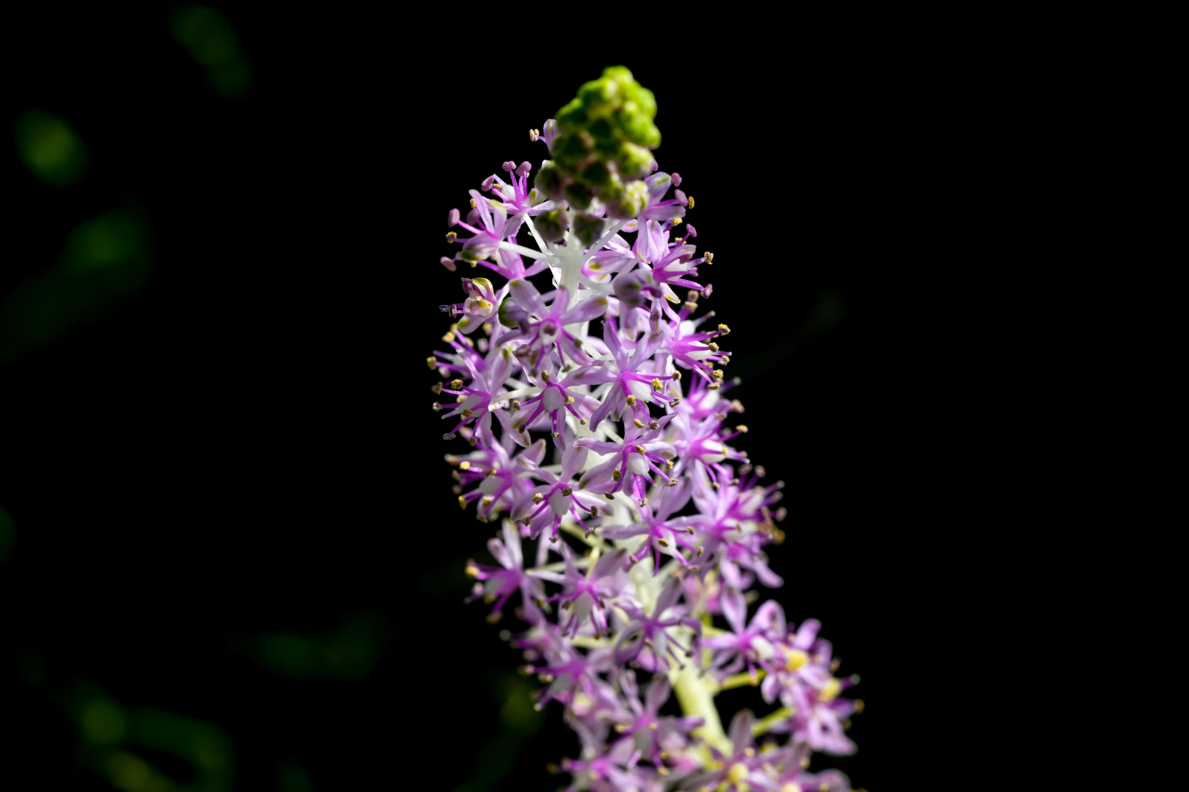 the image shows some very pretty flowers on this flower