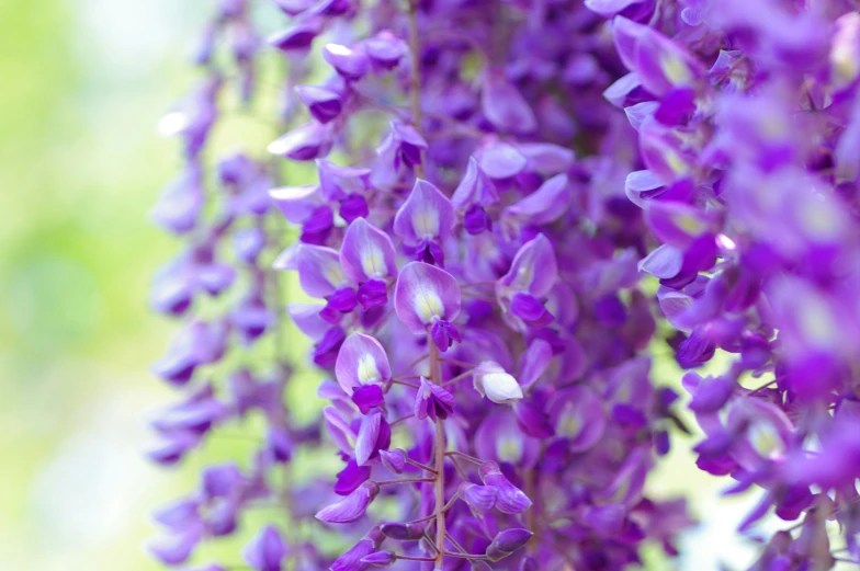 purple flowers are growing on the nches