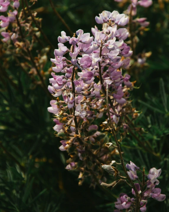 there is a large group of small flowers