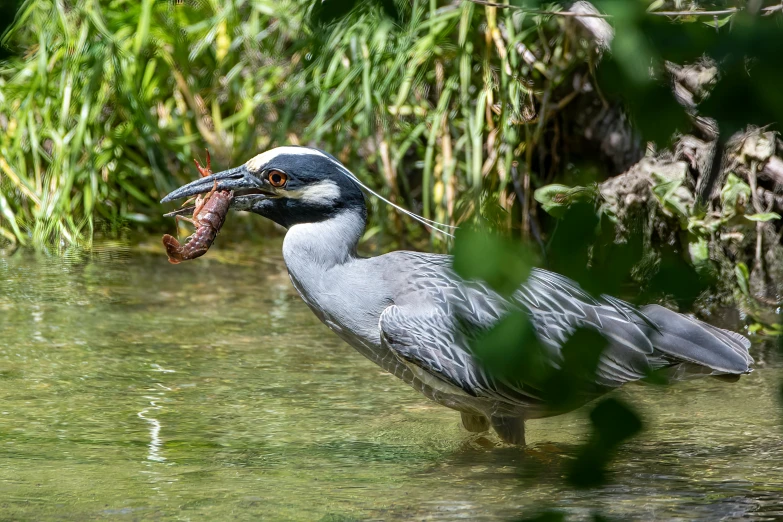 a large grey bird standing in the water with a fish in it's mouth