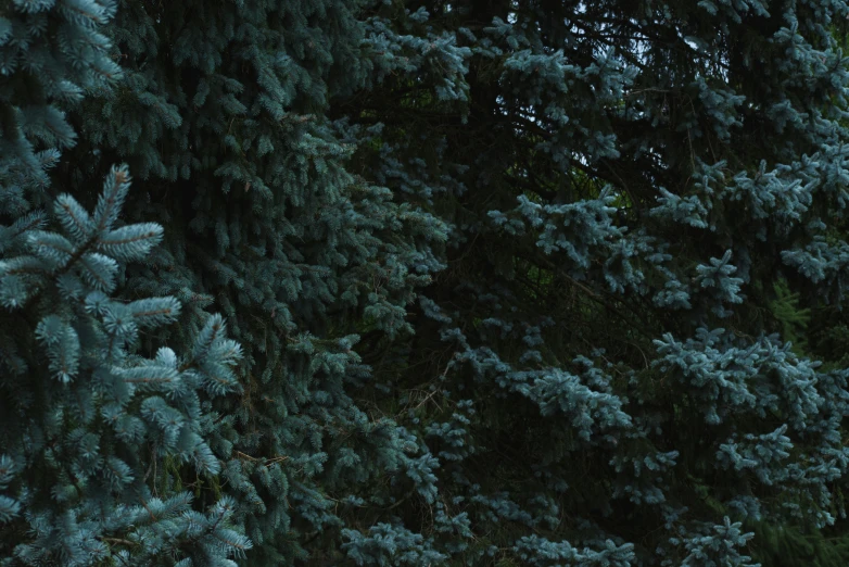 a close up of blue evergreens with a blue sky in the background