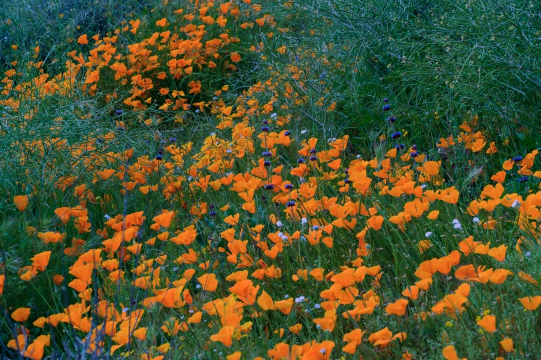 many wildflowers in a field in front of a wooded area