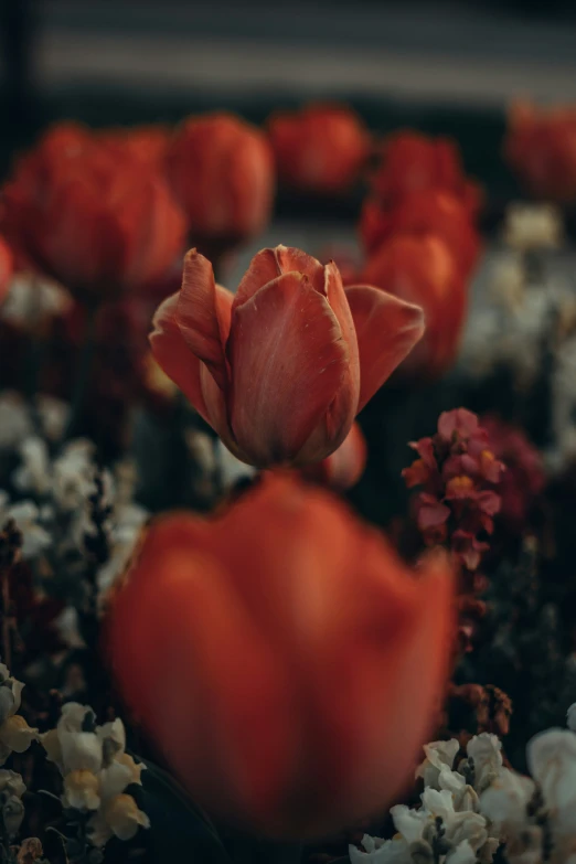 a group of flowers in a bouquet