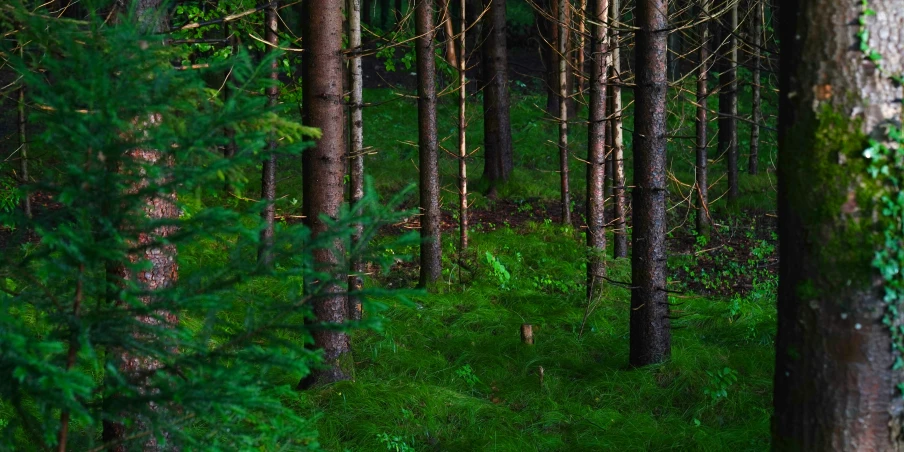 a green area with some trees in the middle