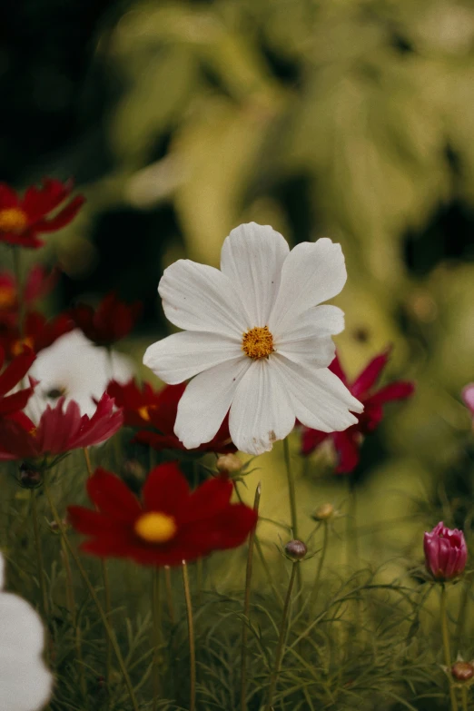 white, red and orange flowers in the wild