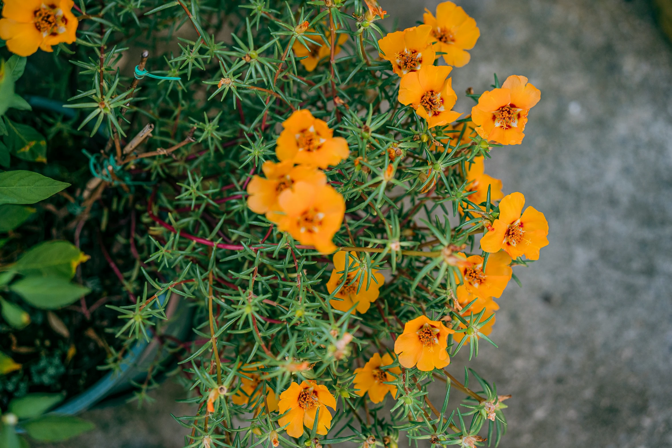 many yellow flowers are blooming on the plants