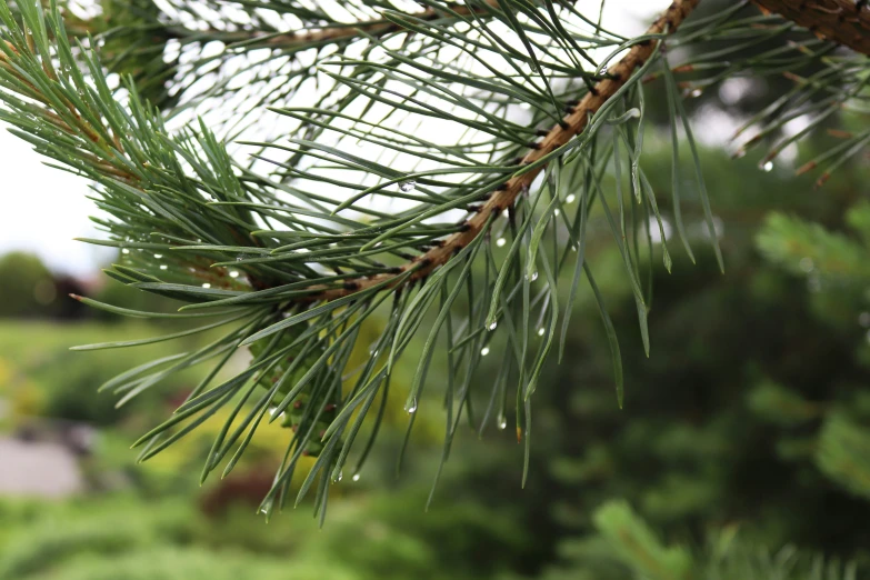 water drops on a pine tree in the rain