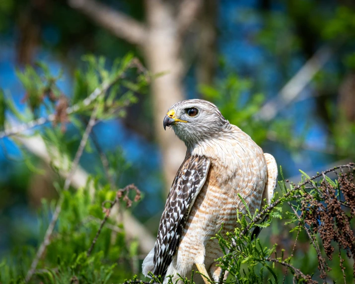 an owl perches on a tree nch