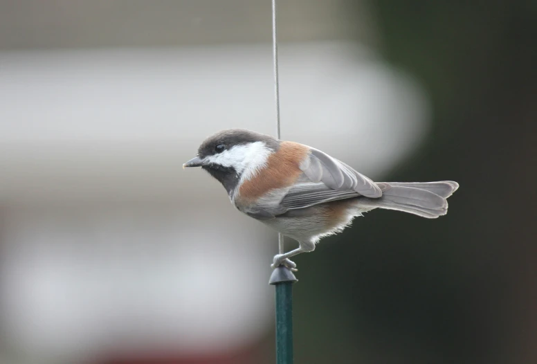 the bird is sitting on the bird feeder