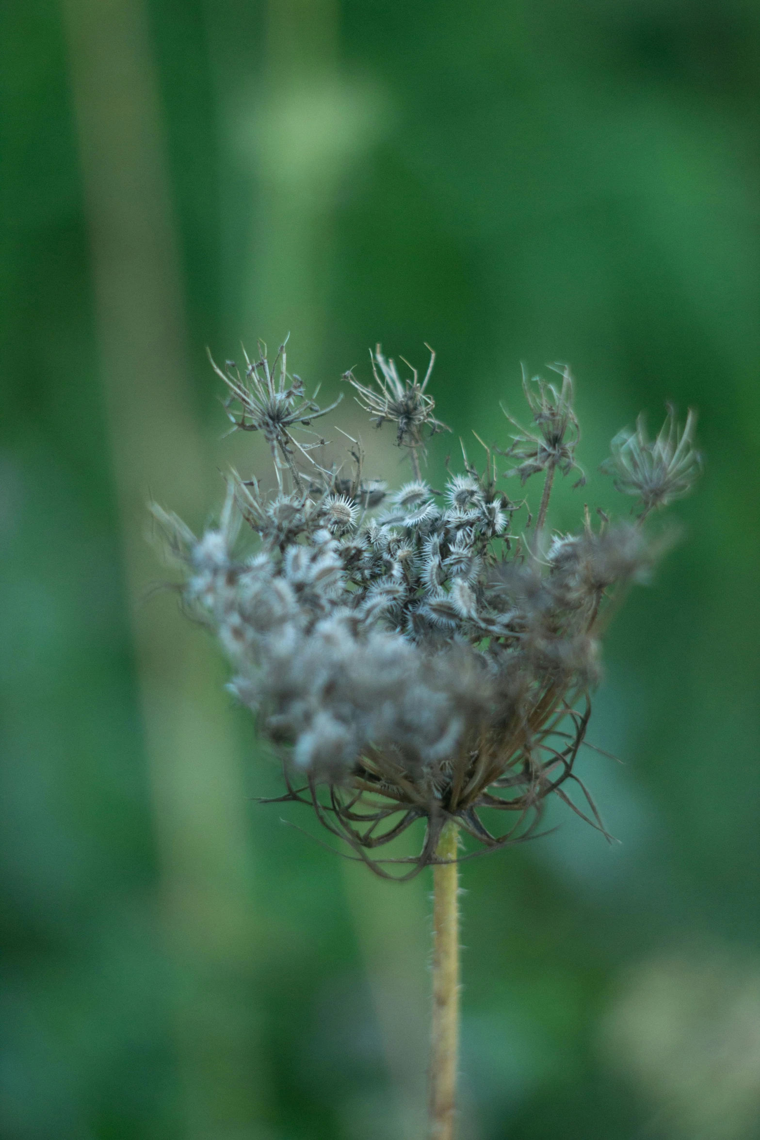 a dandelion that is sitting on a stick