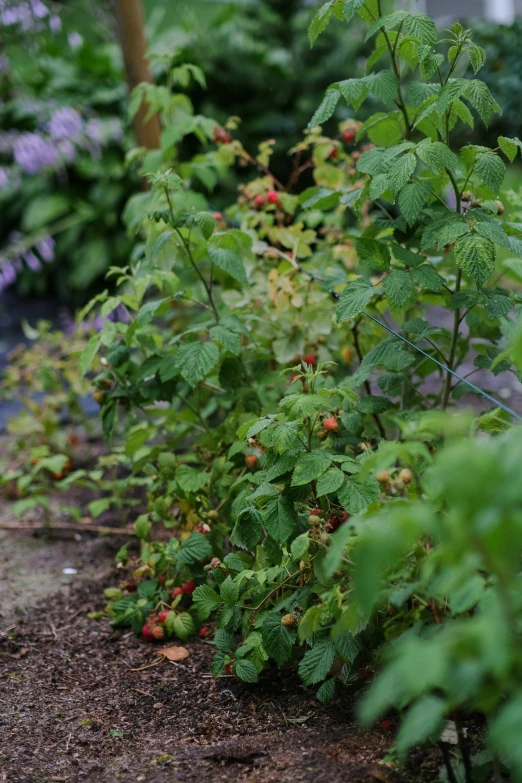 a view of a bush and its leaves during the day