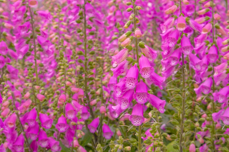 many flowers in a field, with pinkish ones