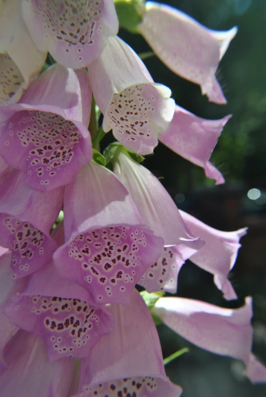 a pink plant with large, pretty flowers growing