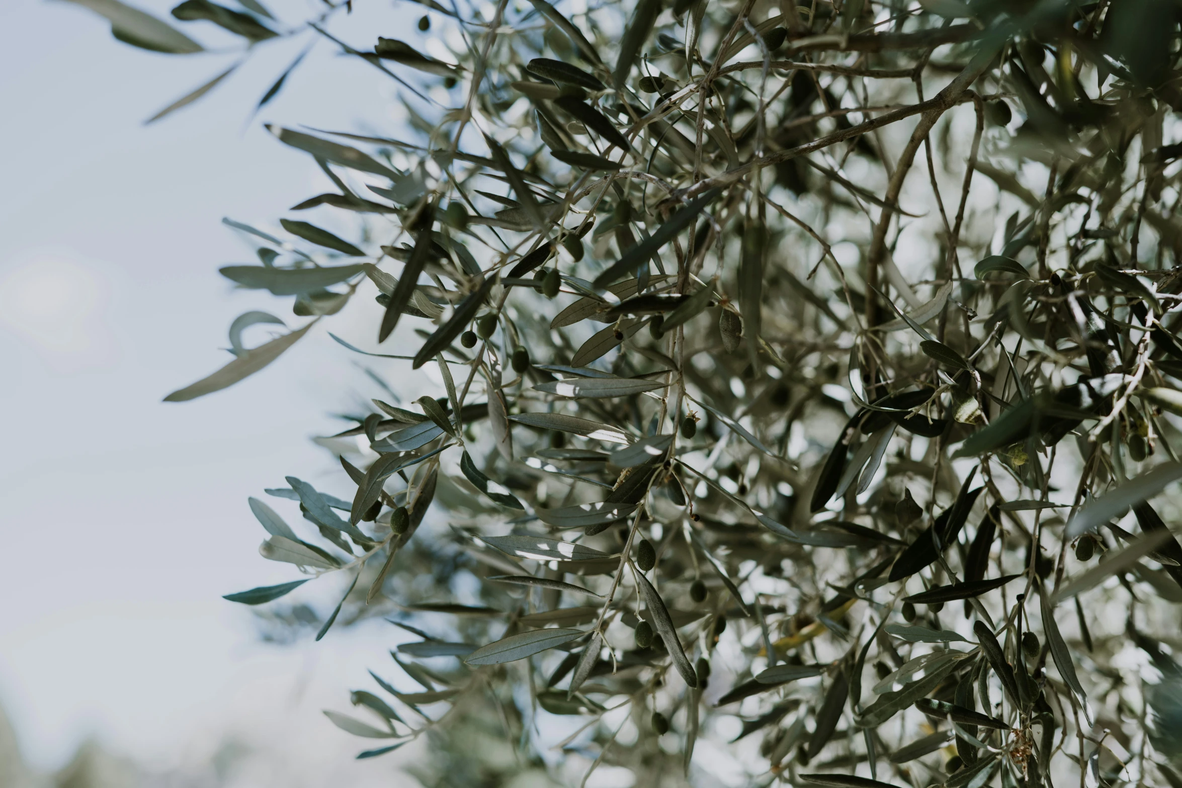 this is an image of the top part of an olive tree