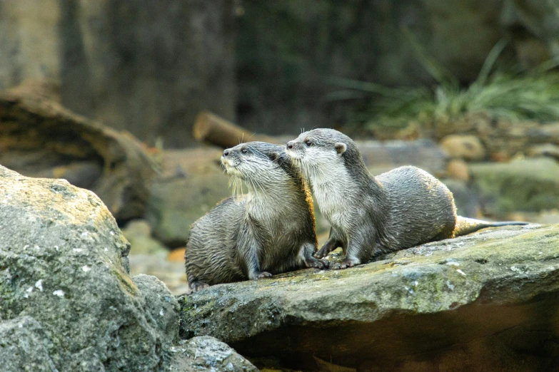 an image of otters rubbing against some rocks