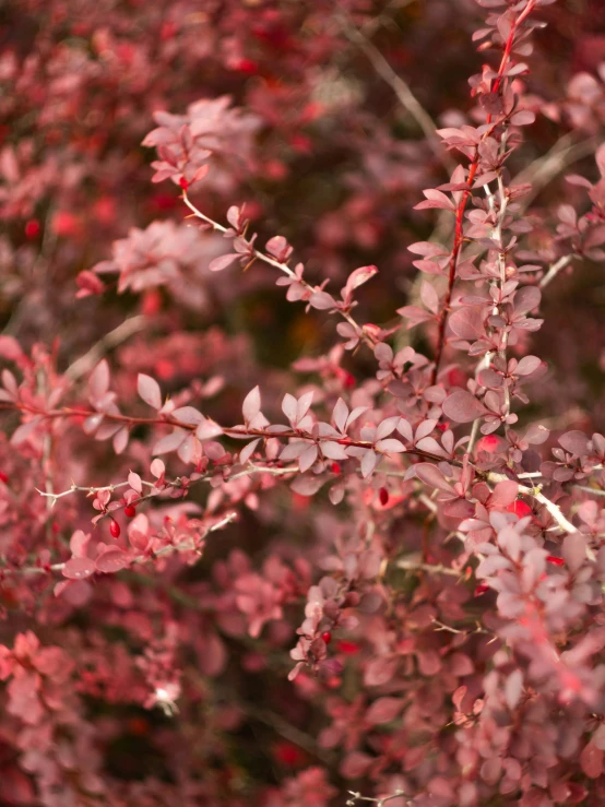 a pink bush with many small leaves