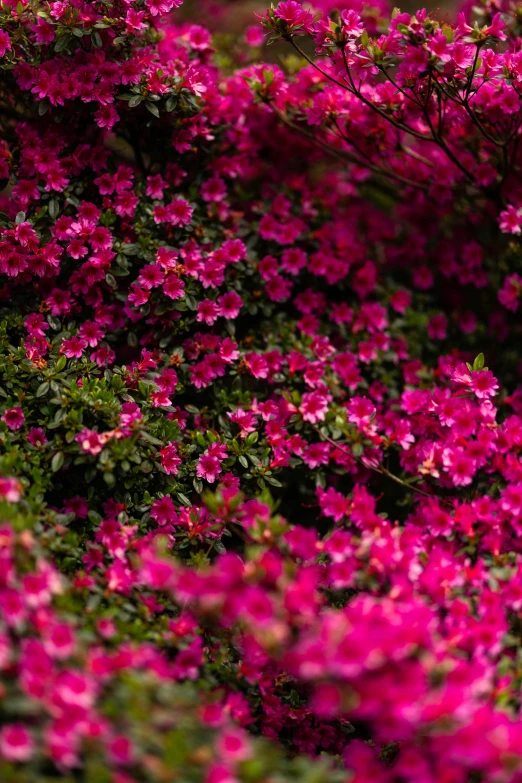 pink flowers blooming in a bush in the sun