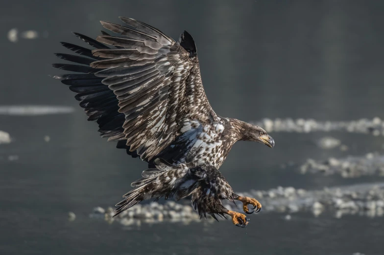 a bird in mid flight with a fish in its claws