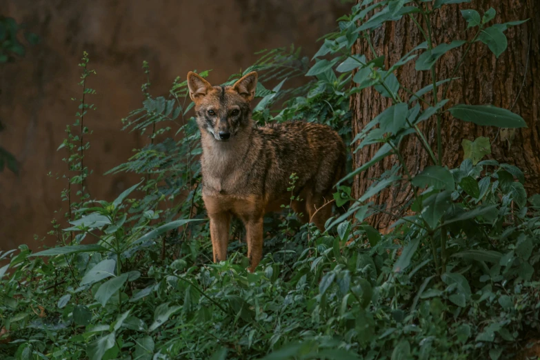 the small, brown wild dog is standing in the green