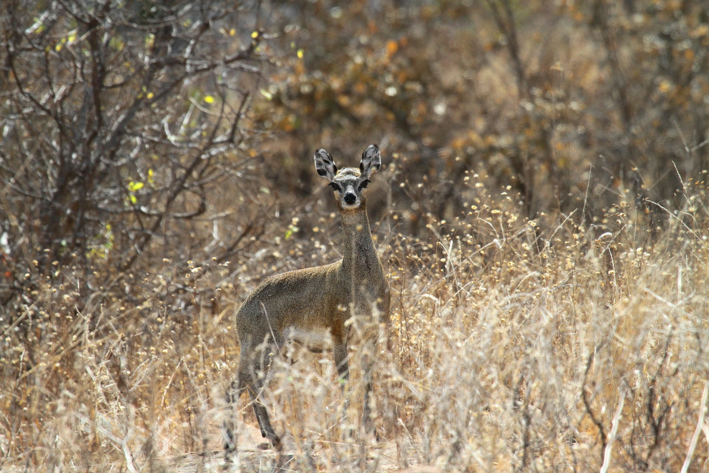 there is a small deer standing in the grass